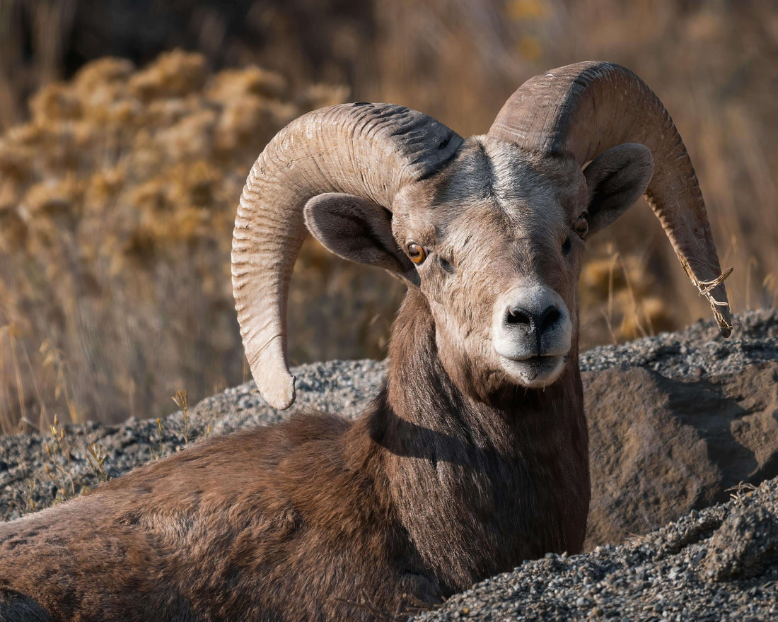 Lawsuit challenges Vail development in bighorn sheep habitat