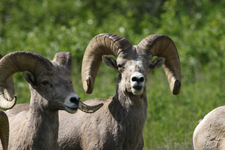 2026 Sheep and Goat Hunter Meet and Greet!