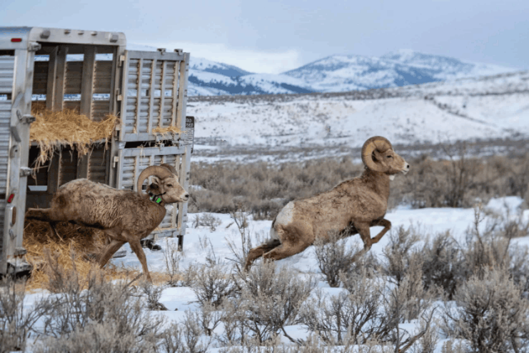 Bighorn Sheep Conservation