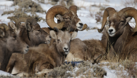 Bighorn Sheep